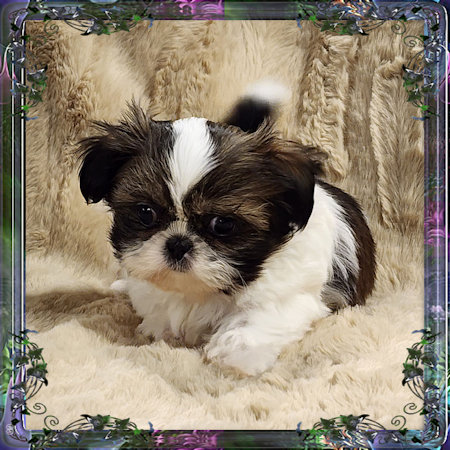 Tiny little male chinese imperial shih tzu puppies for sale teacup